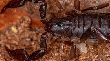 🦂 Consejos y recomendaciones: ¿Cómo prevenir la picadura de un alacrán?