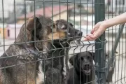 Mascotas: "Castrando La Plata" y la clave del equilibrio poblacional
