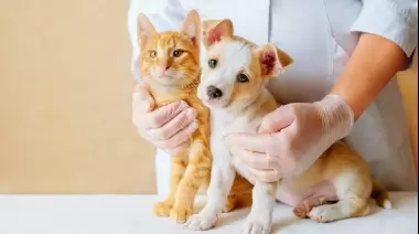 Castraciones masivas y gratuitas: Las 3 formas para reservar un turno