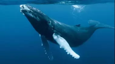 Una ballena azul en City Bell: 29 años de un histórico descubrimiento