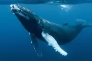 Una ballena azul en City Bell: 29 años de un histórico descubrimiento