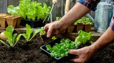 🍅 De la quinta a tu mesa: Feria de Productores en Colonia Urquiza