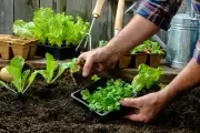 🍅 De la quinta a tu mesa: Feria de Productores en Colonia Urquiza