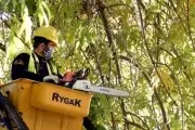Poda Municipal para despejar luces y cámaras en City Bell y Villa Elisa