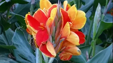 City Bell: Entre el asfalto y el progreso "las plantas se están muriendo"