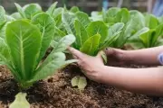 馃崊 La Huerta de Casa: El programa municipal que es furor en la Zona Norte platense