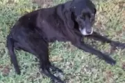🚨 Buscan a una famosa perra de City Bell: ¿Quién se llevó a La Negra?
