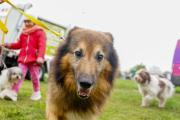 🐶 Alerta animal: La Municipalidad de La Plata no castra hace 2 meses