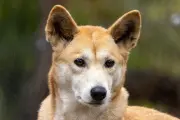 🐕 Atención veterinaria gratuita sin turno previo en City Bell: Días y horarios