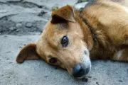 🐶 Callejeritos Villa Elisa pausa sus rescates por 15 millones de razones: ¿Cómo ayudar?