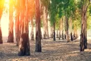 ❎ Parque Pereyra Iraola: Marcha y bronca por polémico acuerdo sobre tala
