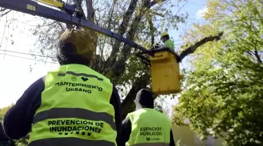 Preocupación por podas masivas en la Zona Norte platense: ¿Qué dice el Municipio?