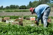 💦 ¿Lo sabías? Proyectan regular la superficie de invernaderos y el acceso al agua