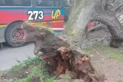 Susto en Gonnet: Un árbol cayó arriba de un micro de línea
