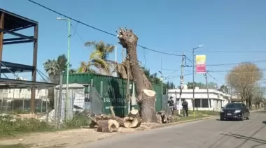Polémica en Joaquín Gorina por extracción de un fresno histórico