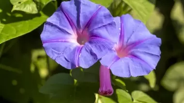 🌱 Renová tus platos con estas 10 plantas silvestres comestibles de City Bell y Villa Elisa