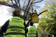 Preocupación por podas masivas en la Zona Norte platense: ¿Qué dice el Municipio?