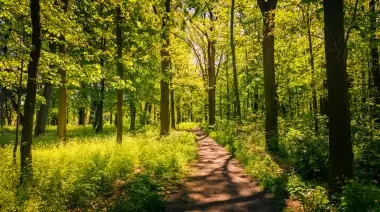 📧 Correo de Lectores: ¿Y si hubiera que talar el Parque Pereyra Iraola?