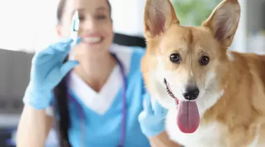 La campaña de vacunación antirrábica gratuita llega a 2 localidades de zona norte