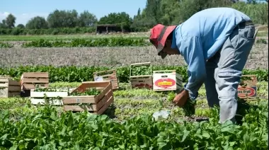 💦 ¿Lo sabías? Proyectan regular la superficie de invernaderos y el acceso al agua