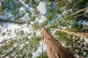 🌳 Parque Pereyra Iraola: Marcha atrás a la tala de 200 hectáreas de eucaliptus
