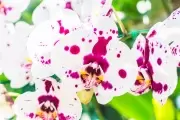 NexoNorte te invita a la Exposición de Orquídeas de este finde en City Bell