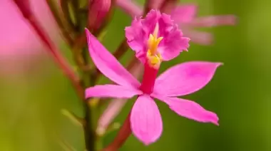 🌺 ¿Lo sabías? City Bell será sede de la 7° Exposición de Orquídeas