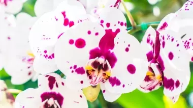 NexoNorte te invita a la Exposición de Orquídeas de este finde en City Bell