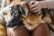 🐾 La Plata pionera: Confirman programa de castraciones masivas y gratuitas para perros y gatos