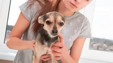 Castraciones masivas y gratuitas: Arrancan las obras en Zoonosis La Plata