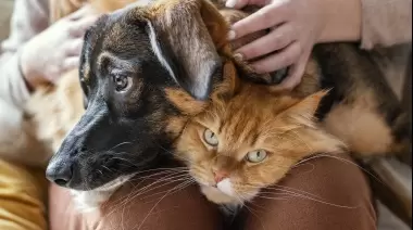 🐾 La Plata pionera: Confirman programa de castraciones masivas y gratuitas para perros y gatos