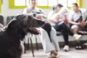 🐶 ¿Qué pasa en Zoonosis La Plata? Preocupación por falta de turnos para castraciones