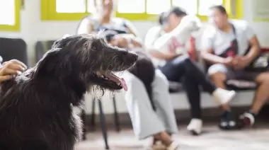 🐶 ¿Qué pasa en Zoonosis La Plata? Preocupación por falta de turnos para castraciones