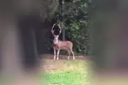 Video: Un ciervo suelto en City Bell causó sorpresa entre los vecinos