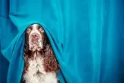 Consejos para cuidar a tus queridas mascotas de los efectos de la pirotecnia en las fiestas