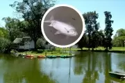 🐟 Muerte masiva de peces en la República de los Niños: ¿Qué se sabe hasta el momento?