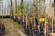 🌎 Día de la Tierra en Villa Elisa: ¡Buscá tu árbol nativo gratis en el Parque Ecológico Municipal!