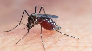 🚨 Alerta dengue: ¿Cuántos casos se registran en la Zona Norte de La Plata?