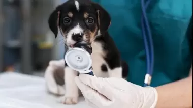 🐶 City Bell: ¿Cómo conseguir un turno gratis de castración para mascotas en Savoia?