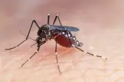 🚨 Alerta dengue: ¿Cuántos casos se registran en la Zona Norte de La Plata?