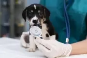 🐶 City Bell: ¿Cómo conseguir un turno gratis de castración para mascotas en Savoia?