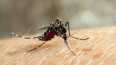 ⚠️ Dengue en La Plata: ¿En qué barrio de Zona Norte hubo fumigaciones y controles de foco de la Municipalidad?