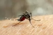 ⚠️ Dengue en La Plata: ¿En qué barrio de Zona Norte hubo fumigaciones y controles de foco de la Municipalidad?