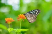 🦋 Sábado en Villa Elisa: Descubrí la biodiversidad del Camino Negro guiado por una especialista