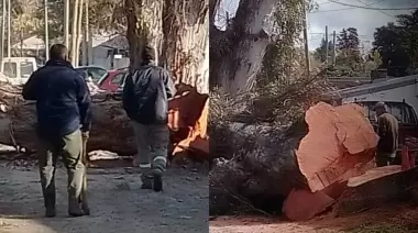 🌳 ¿En qué barrio de City Bell tiraron abajo árboles de 100 años para asfaltar?