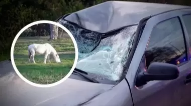 🐎 Caballos sueltos en el Camino Parque Centenario: "En el Parque sigue la saraza"