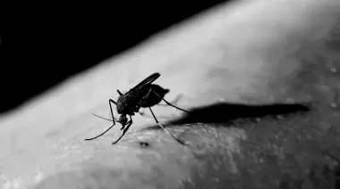 ⚫ La encefalitis equina se llevó a una vecina de Villa Elisa