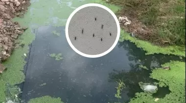 🦟 Mosquitos al ataque en City Bell: Piden soluciones urgentes a la Municipalidad de La Plata