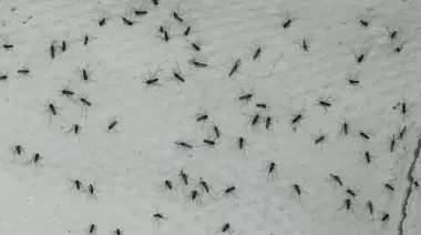 🦟 ¿En qué barrio de City Bell los vecinos no pueden salir por los mosquitos?