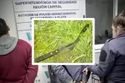 🚔 Con cuchillos y una pinza: Así cayeron 3 roba cables en City Bell